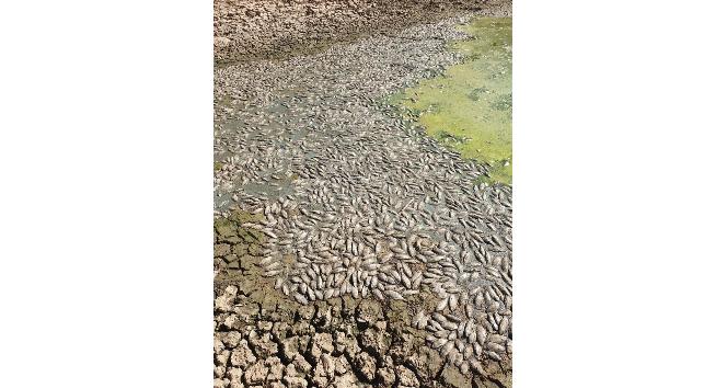 Kuraklık nedeni ile suyu çekilen gölette binlerce balık telef oldu