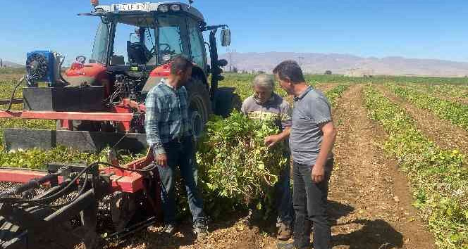 Niğde’de kuru fasulye ve barbunyada 65 bin ton rekolte bekleniyor