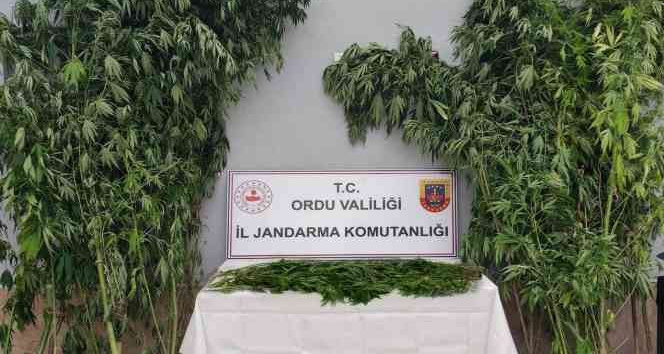 Ordu’da uyuşturucu operasyonunda bir kişi tutuklandı