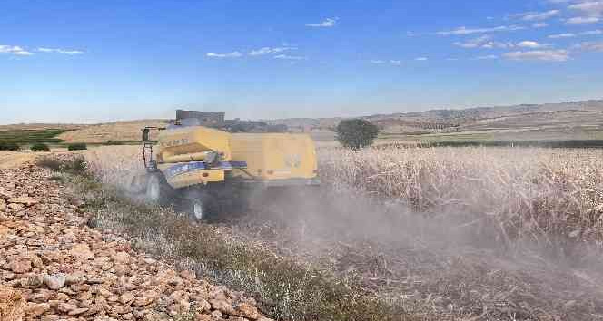 Mısır hasadının başladığı Mardin’de verimin düşük olması çiftçileri üzdü