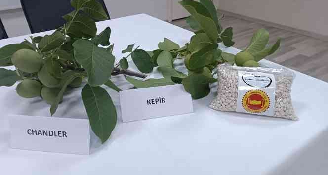 Çameli’nde ceviz ve fasulye fiyatları belli oldu