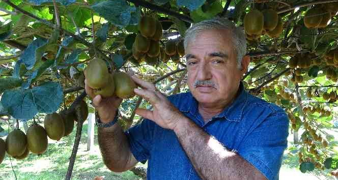 Ordu’da kivi üretimi yaygınlaşıyor