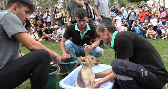 Çekmeköy’de yavru aslan Alex banyo yaptı, vatandaşlar ilgi ile izledi