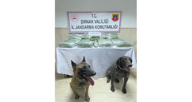 28 kilo 542 gram kubar esrar ’Yüzey’ ve ’Siklet’in burnundan kaçmadı