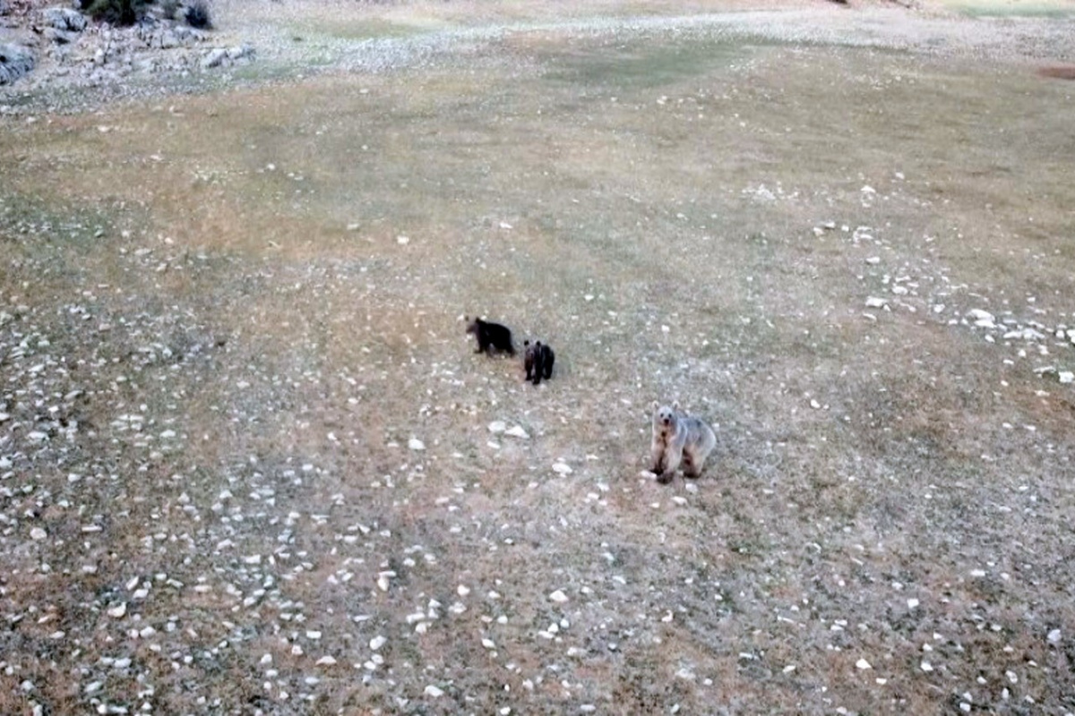 Anne ve yavru ayıların Munzurlarda kameraya yansıyan neşeli anları belgeselleri aratmadı