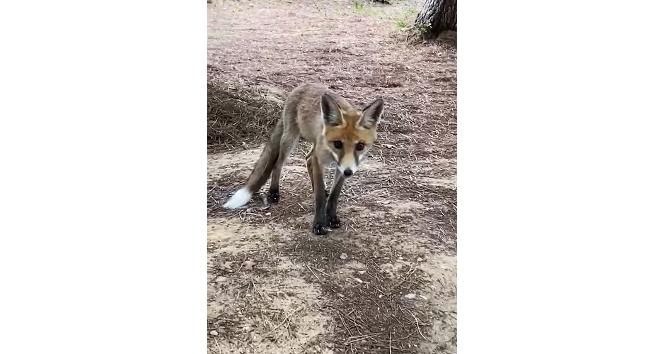 Yalova’da aç tilkiyi elleriyle beslediler