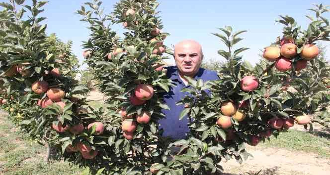 Karaman’da dalları elma bastı
