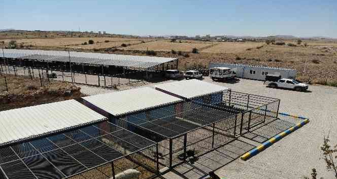 Nevşehir’de binden fazla sokak hayvanı kısırlaştırıldı