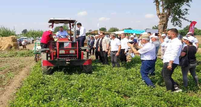 Yerli ve milli “Ayşehanım” yer fıstığının hasadı başladı