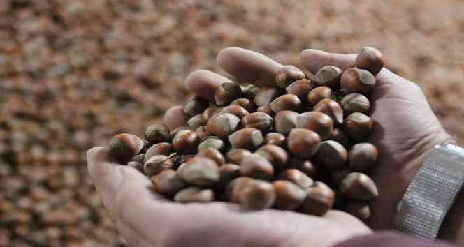 Üreticiye Ferrero’ya karşı TMO ve FİSKOBİRLİK önerisi