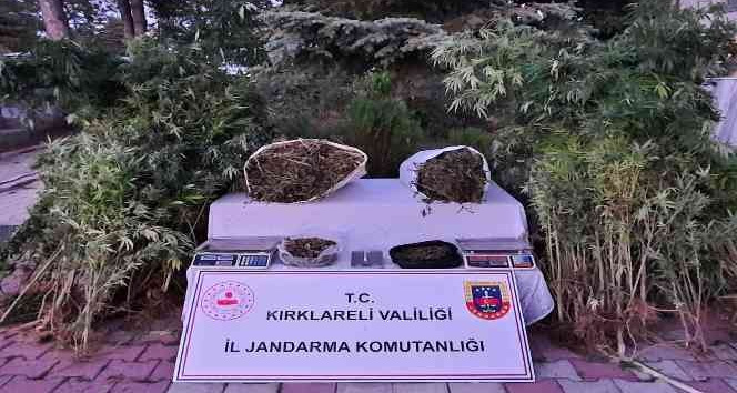Kırklareli’nde 558 kök Hint keneviri ele geçirildi