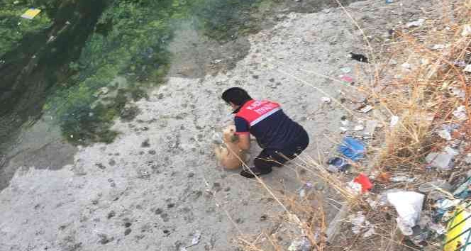 Derede mahsur kalan köpeği itfaiye kurtardı