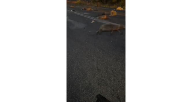 Yalova’da otomobil sürüye daldı: 18 koyun telef oldu