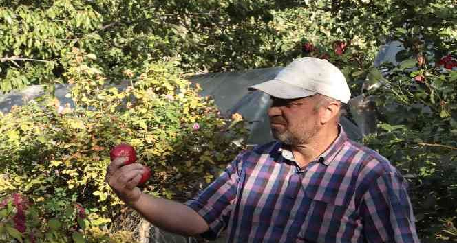 İçi kırmızı elma kanser hastalarına şifa