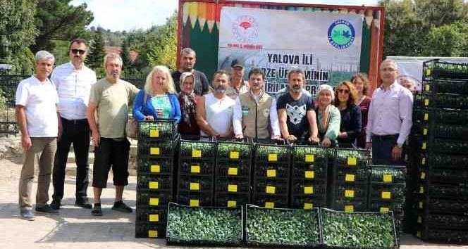Yalovalı çiftçilere kışlık pazı ve karalahana fidesi dağıtıldı
