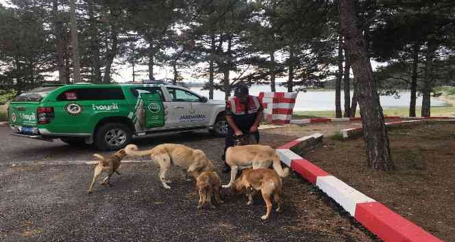 Jandarma açlıktan bitkin düşen sokak hayvanlarını besledi