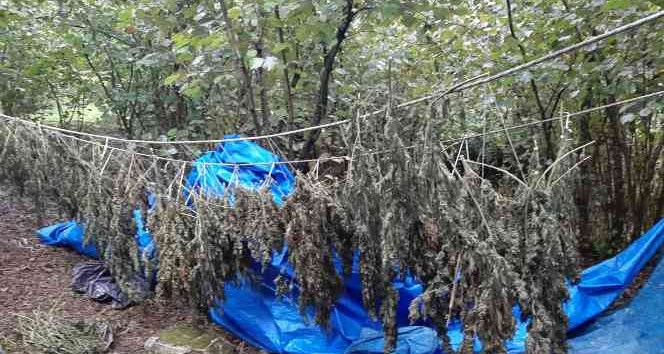 Ordu’da 13 kilo 250 gram kurutulmuş Hint keneviri ele geçirildi