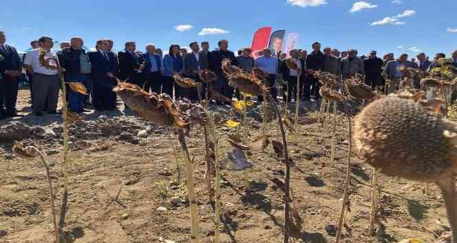 Çanakkale’de ayçiçekleri hasat edildi