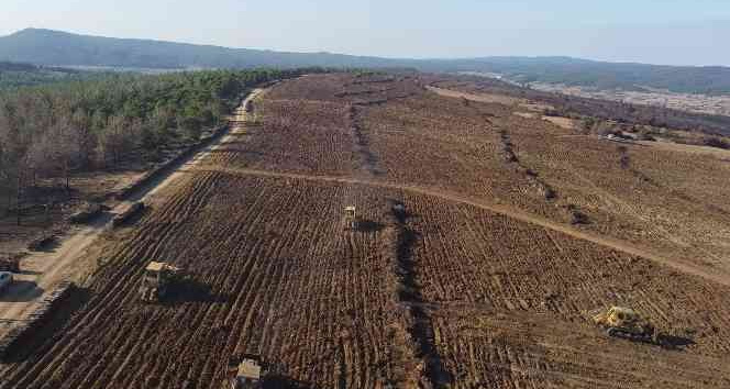 Çanakkale’de küle dönen 580 hektar alanda, 1 milyon fidan toprakla buluşturuluyor