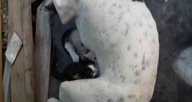 Yavruları ölen köpek, annesiz kediyi emzirmeye başladı