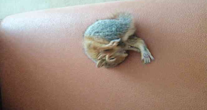 Yavru sincabı biberonla besleyip battaniyede uyutuyorlar