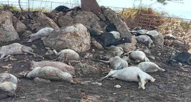 Ağıla yıldırım düştü, 38 küçükbaş hayvan telef oldu