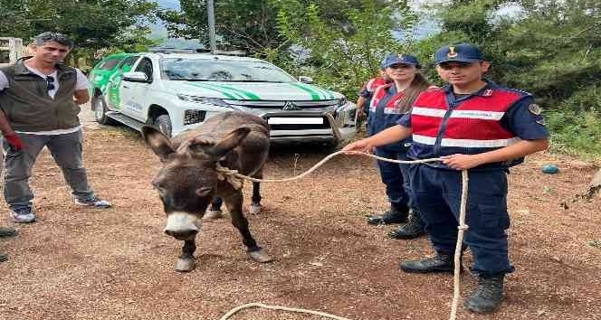 Sahipsiz eşek Emekli Hayvanlar Çiftliği’ne yerleştirildi