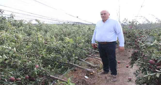 Şiddetli yağış binlerce elma ağacını kökünden kırdı