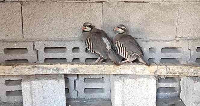 Yakaladığı keklikleri satan kişiye 23 bin TL para cezası