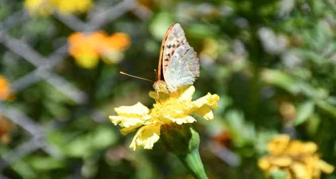 Hava sıcaklığı düştü, kelebekler son günlerini yaşıyor