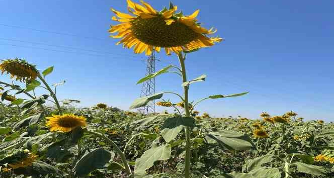 Şırnak’ta ilk kez ayçiçeği ekimi yapıldı