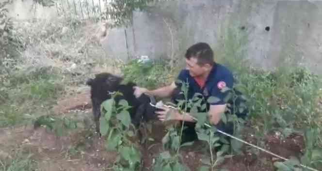 Bataklıkta keçi kurtarma operasyonu