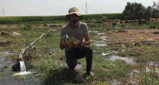 Mardinli balıkçının ağına takılan balık görenleri şaşırttı
