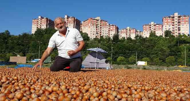 Ordu’da üreticilerin zorlu fındık kurutma mesaisi