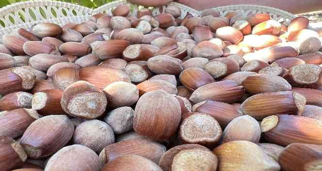 Okulu bırakıp, Mardin’de fındık üretmeye başladı