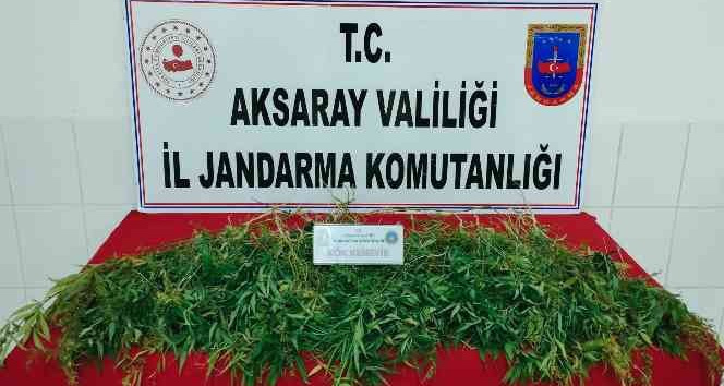 Mısır tarlasına kenevir operasyonu