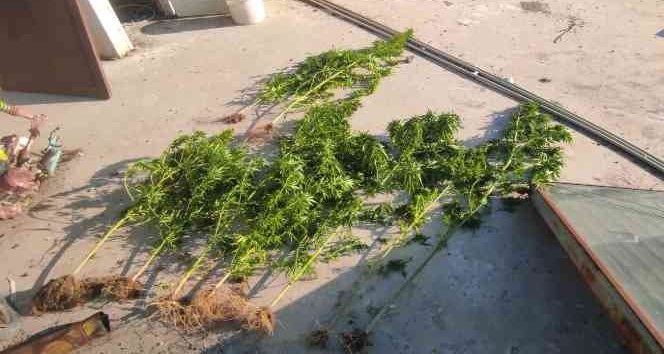 Evinin çatısında kenevir yetiştiren şüpheli gözaltına alındı