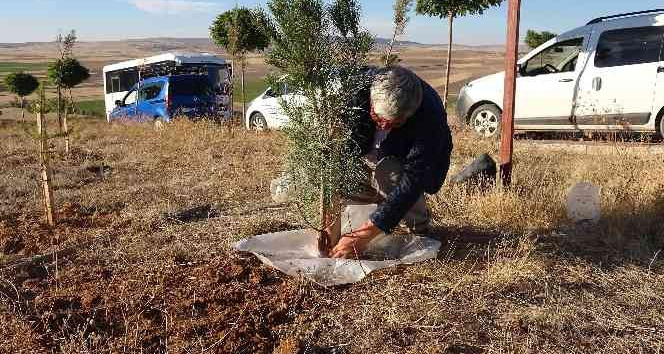 Bulduğu yöntemle bozkırda diktiği tüm fidanların tutunmasını sağladı