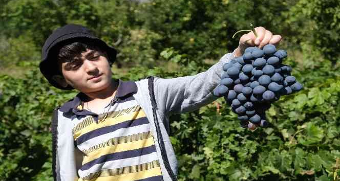 İki asırlık bağlarda tescilli Cimin üzümü hasadı devam ediyor