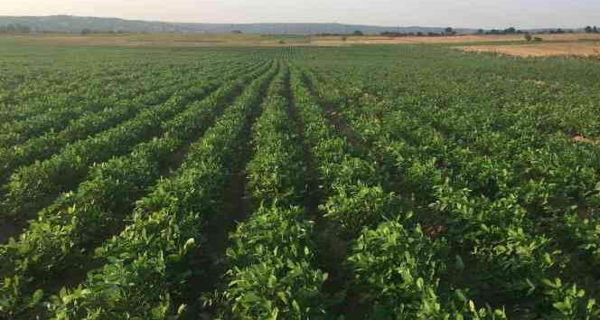 Meriç’in yer fıstığı coğrafi işaret aldı