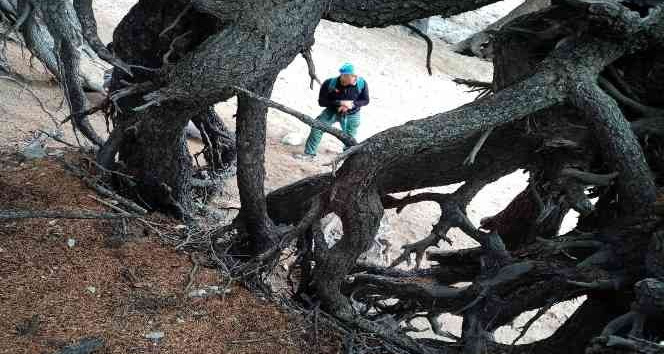 Kökleri dışarıda kalan ağaçlar ilginç görüntüler oluşturuyor