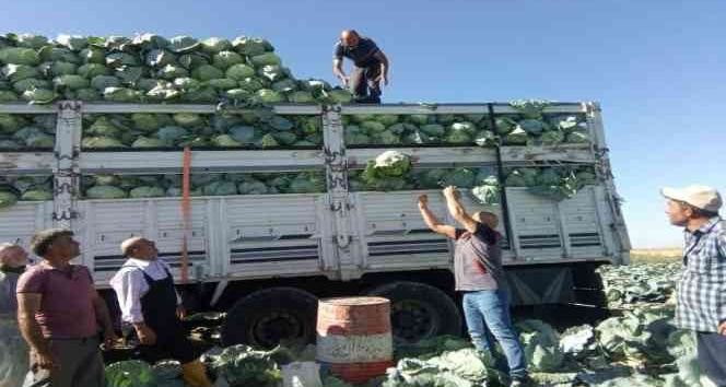 Niğde’de 130 bin ton lahana rekoltesi bekleniyor