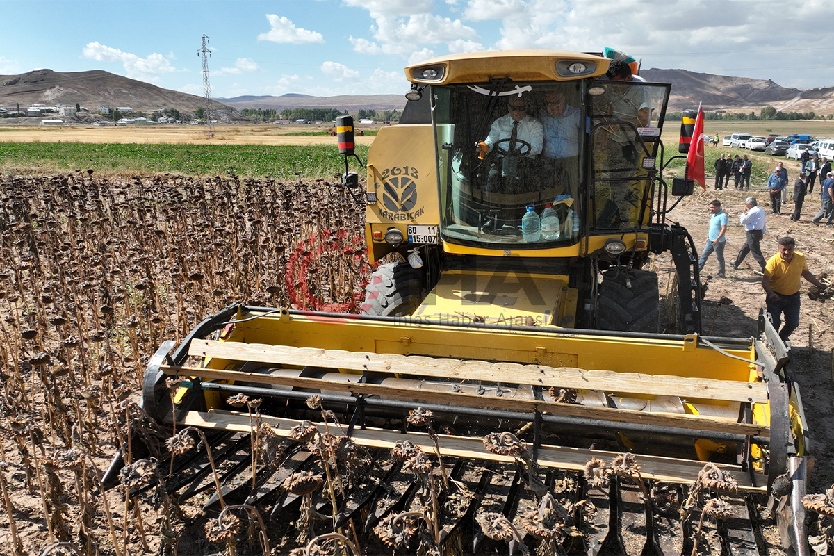 Sivas’ta yağlık ayçiçeği hasattı yapıldı, 15 bin ton ürün bekleniyor