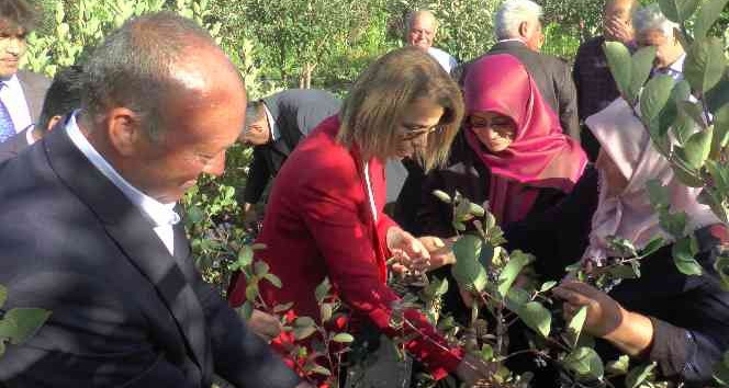 Nevşehir’de süper meyve ’aronya’ hasadı yapıldı