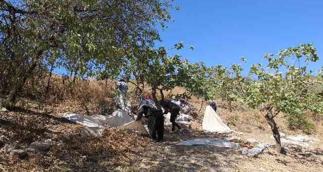 Siirt fıstığına yurt dışından yoğun talep fiyatları arttırdı