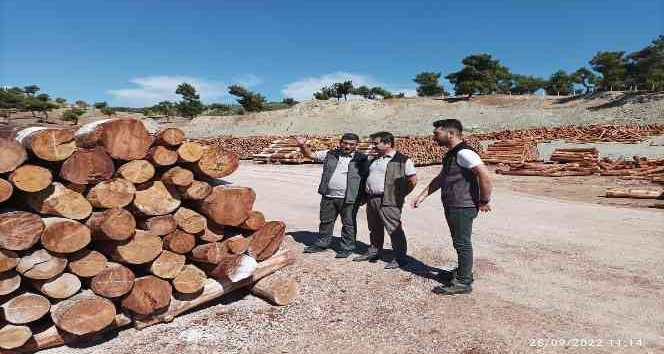 Geçen yıl yanan ormanlardaki ağaçlandırma çalışmaları sürüyor