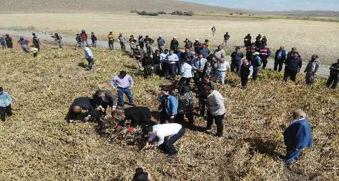 Derinkuyu fasulyesinin hasadı yapıldı