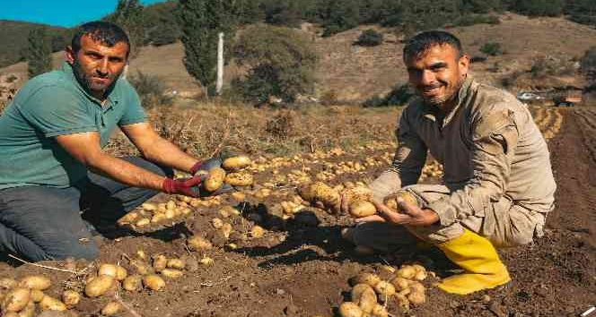 Patateste 40 bin tona yakın rekolte bekleniyor