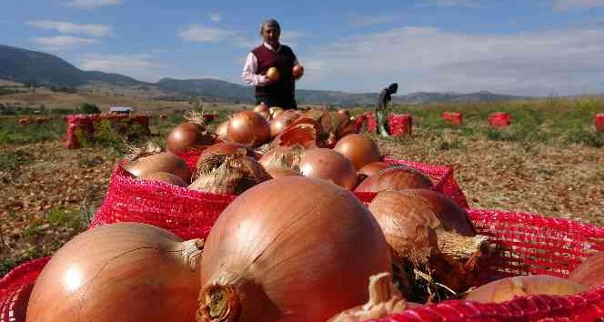 Soğan rekoltesi ve fiyatıyla üreticinin yüzünü güldürdü