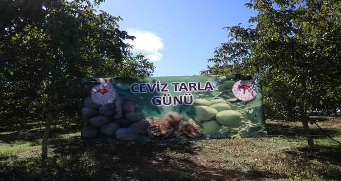 Yalova’da ceviz hasadı başladı